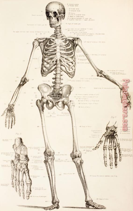 English School The Human Skeleton